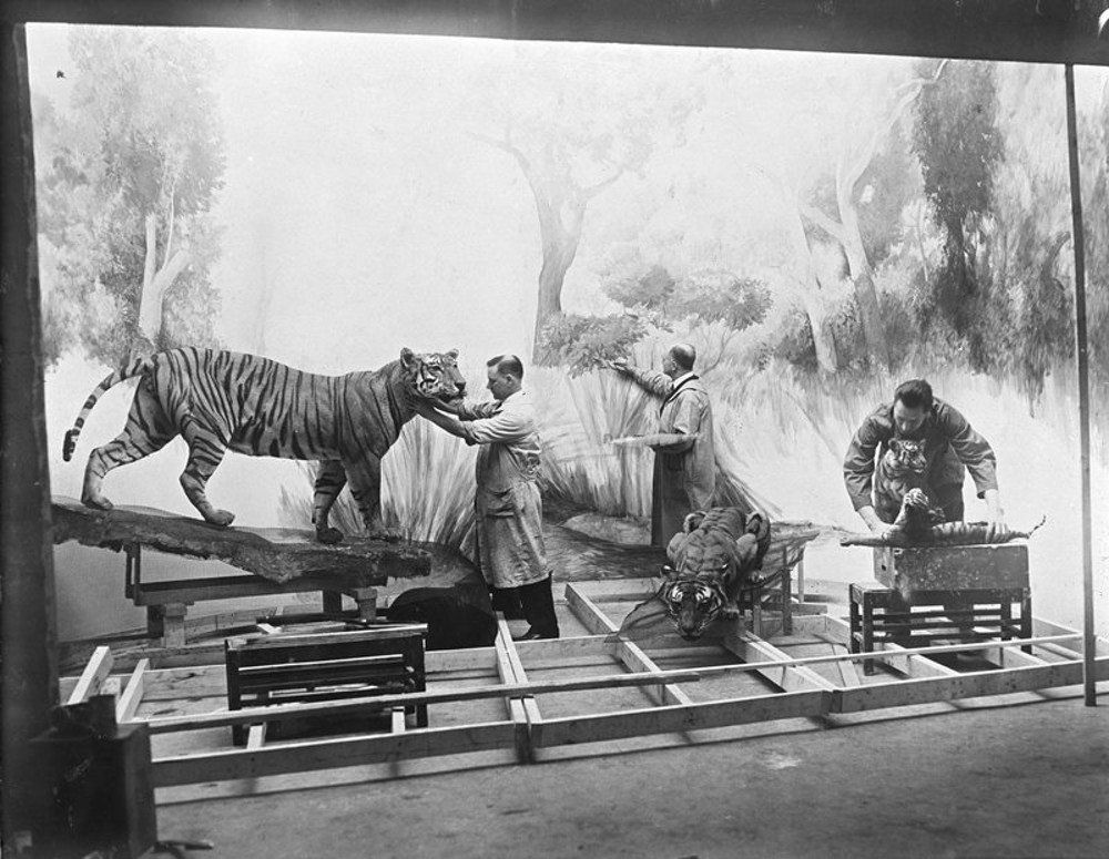"Painting background and mounting animals for Tiger Group, 1934"